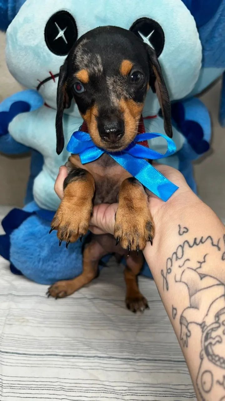 Dachshund Arlequim - Encantador e Carinhoso - Foto 2