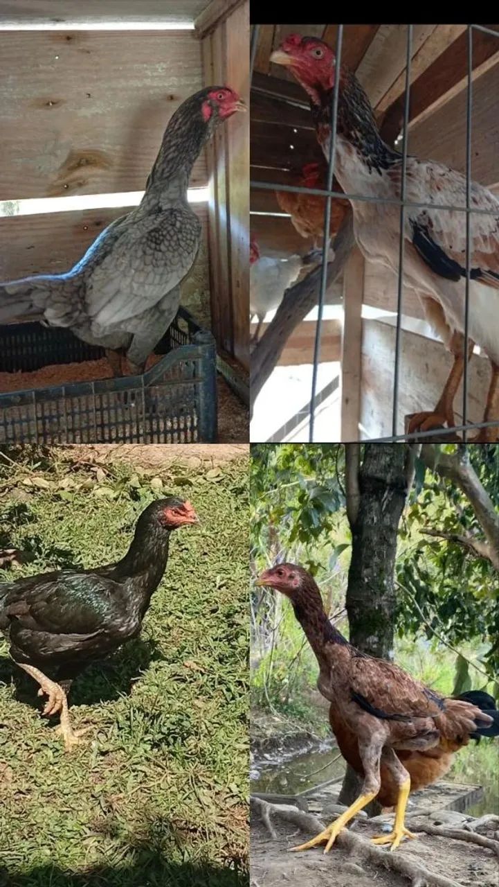 Ovos Galados 