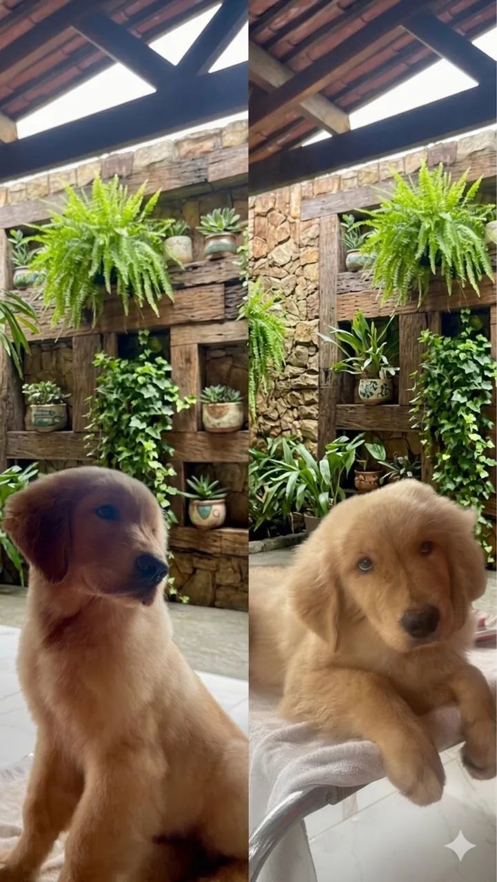 Filhotes de Golden Retriever- Alto Padrão de Qualidade - Foto 3