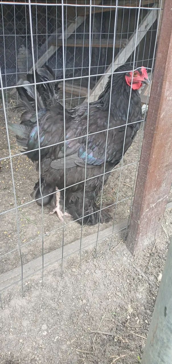frango  brama puro 