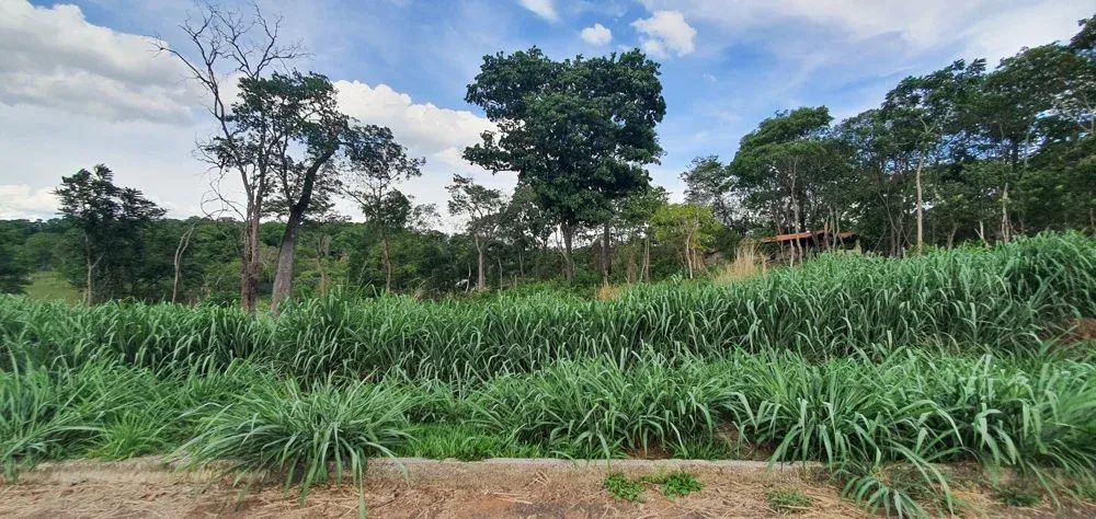 Chácara com 1.500m² próximo a Nerópolis - Foto 4