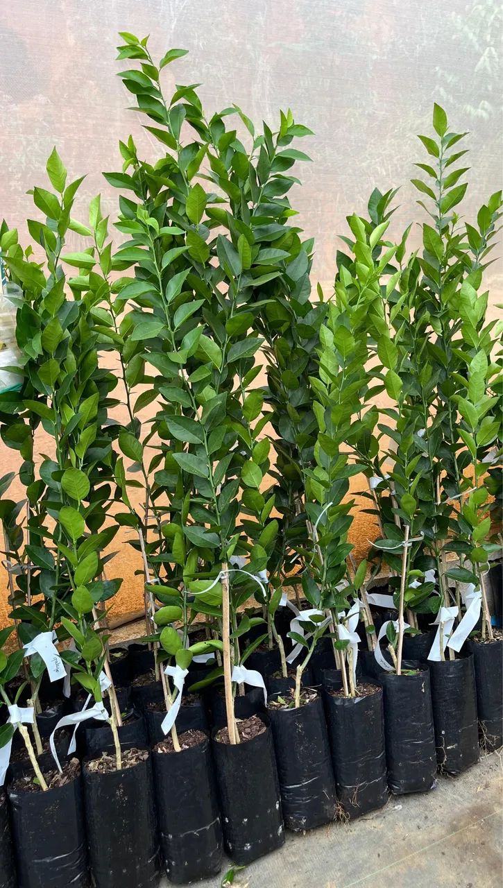 Mudas frutíferas  - Foto 4