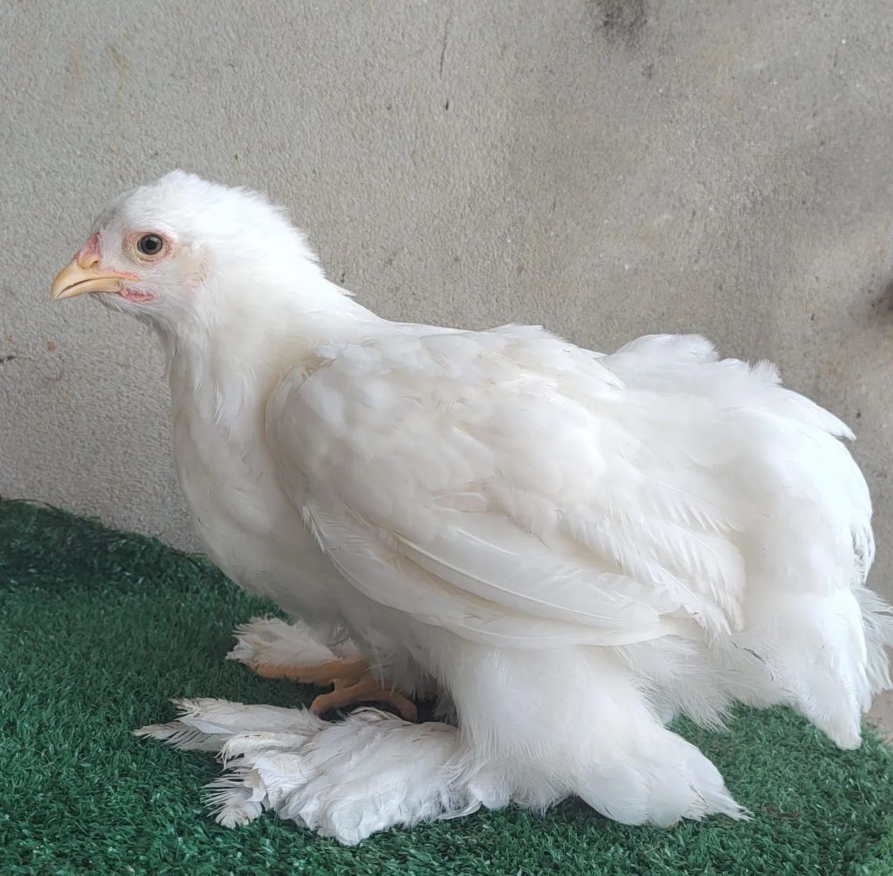 Brahma White - frangos e frangas - Foto 5