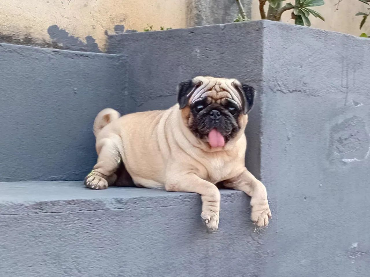 Criação de Pug macho e fêmea  - Foto 4