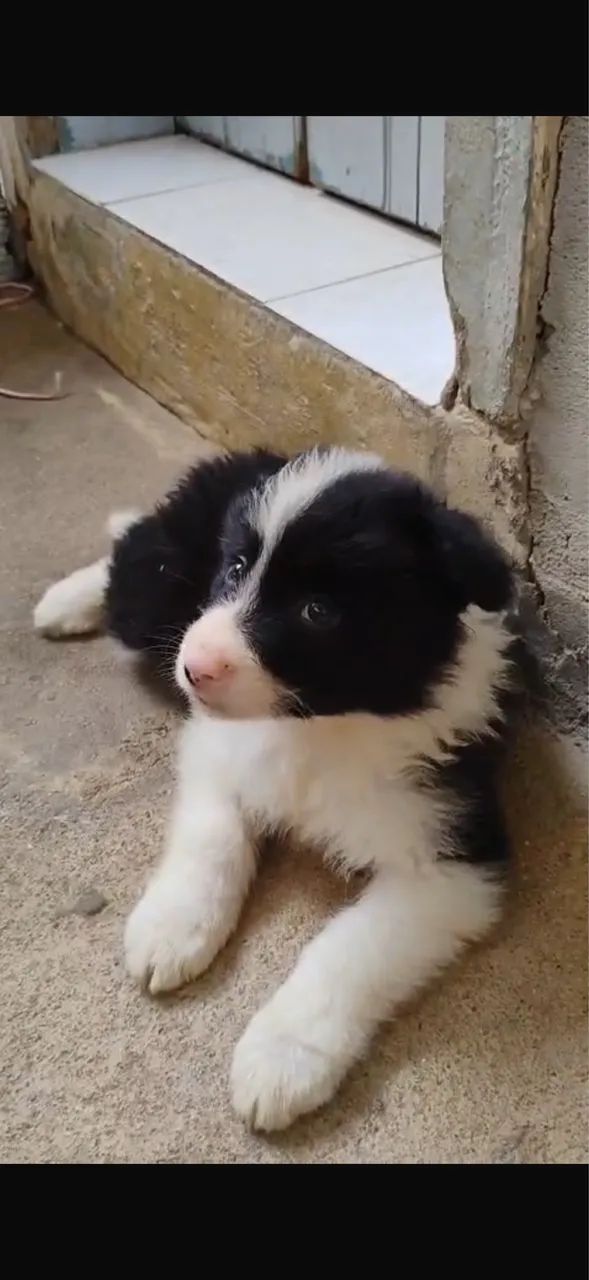 Border collie macho - Foto 3