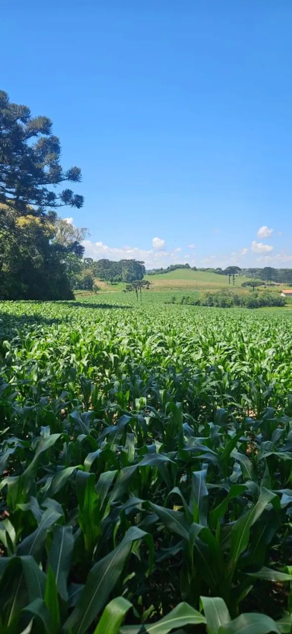 Terreno para sítio ou loteamento  - Foto 2