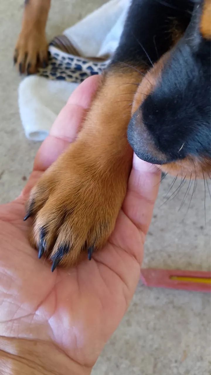 Rottweiler  - Foto 5