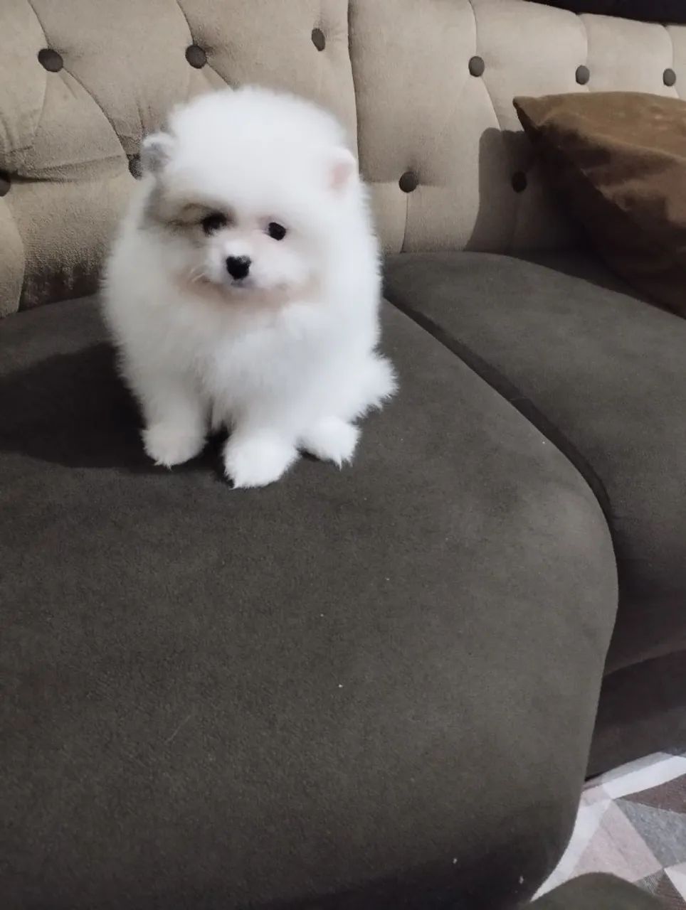 Spitz machinho branco 