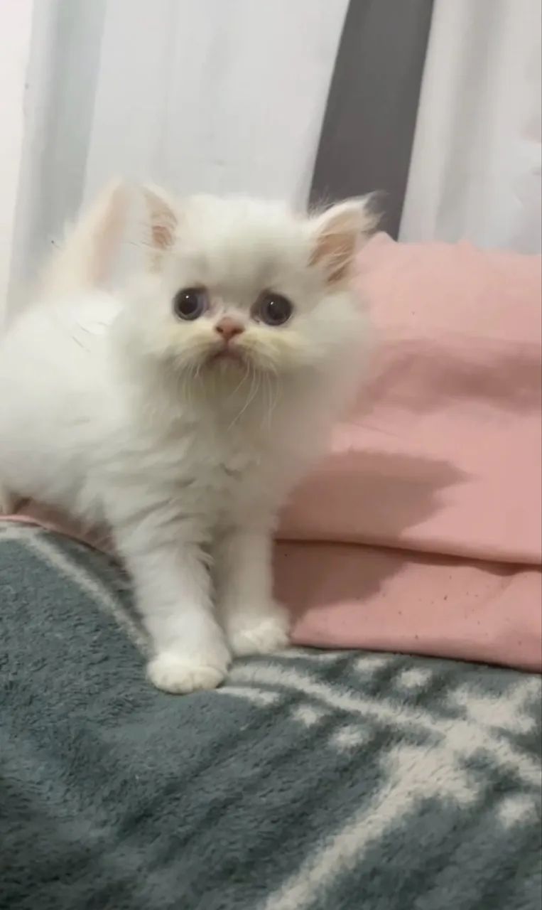 Gato persa macho filhote - Foto 4