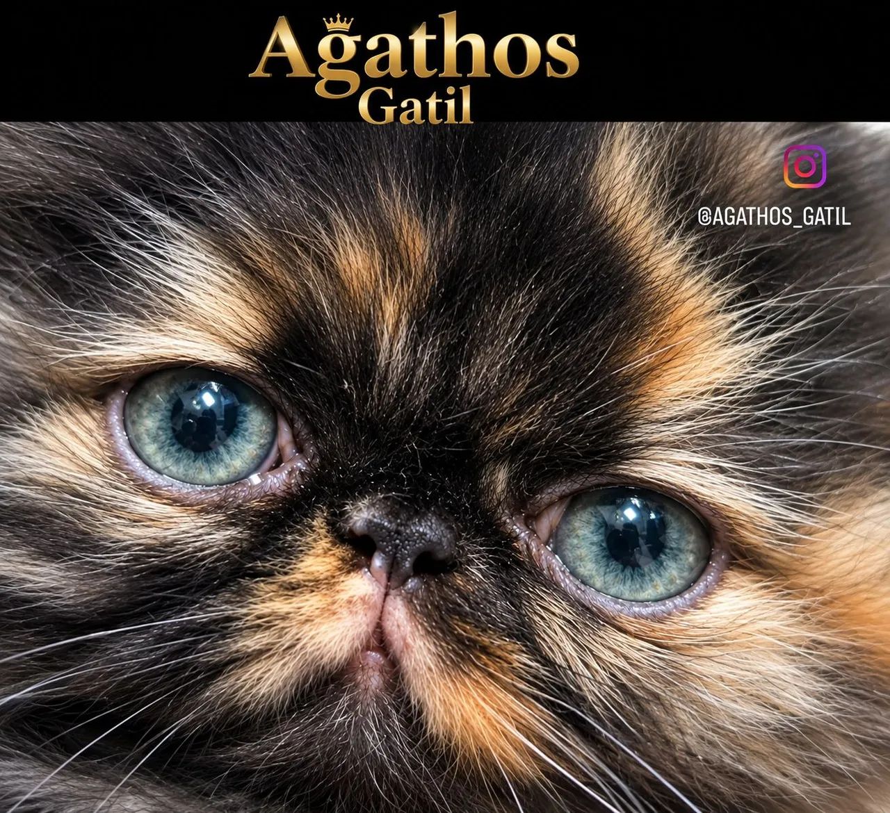 Gatos  Persas e Exóticos - Foto 2