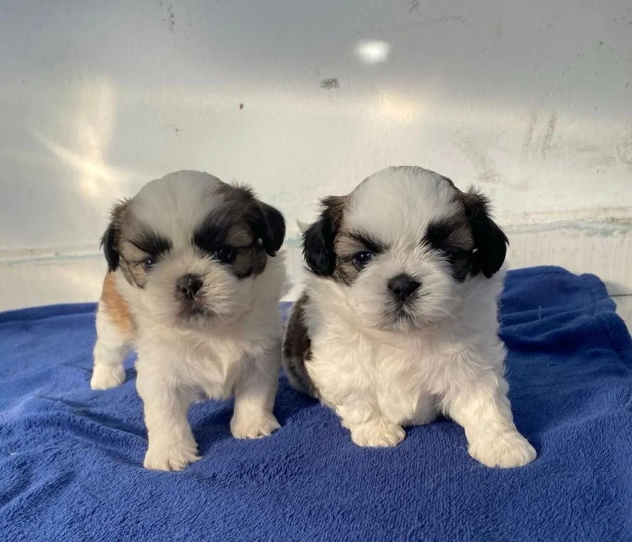 Shih-Tzu 