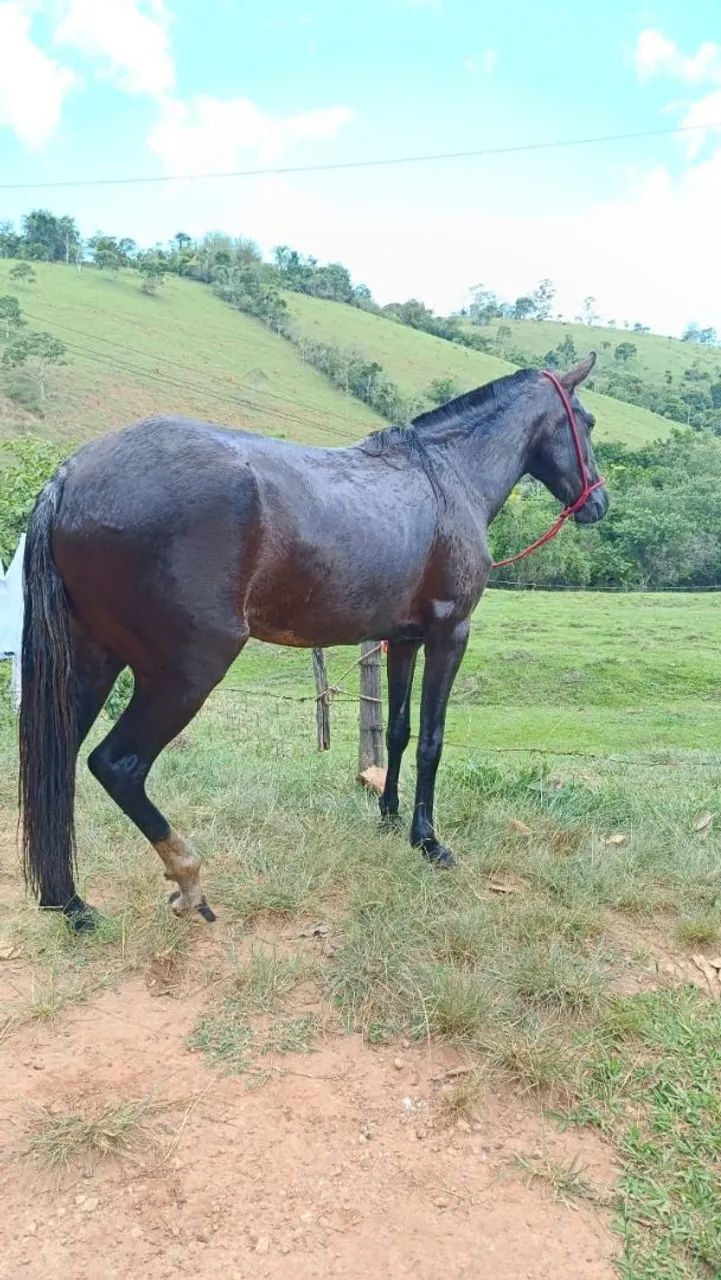 POTRA MANGALARGA MARCHADOR REGISTRADA  - Foto 5