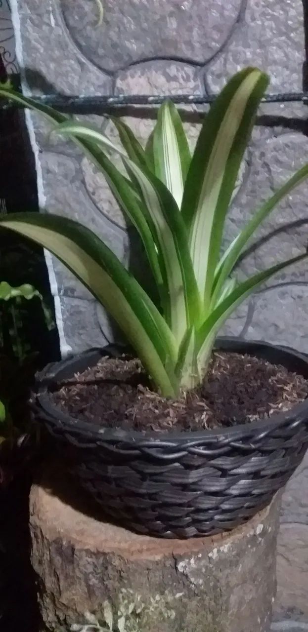 Bromélia Guzmania - Foto 3