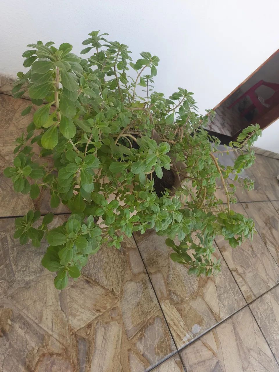 Vaso de Plantas - Foto 2