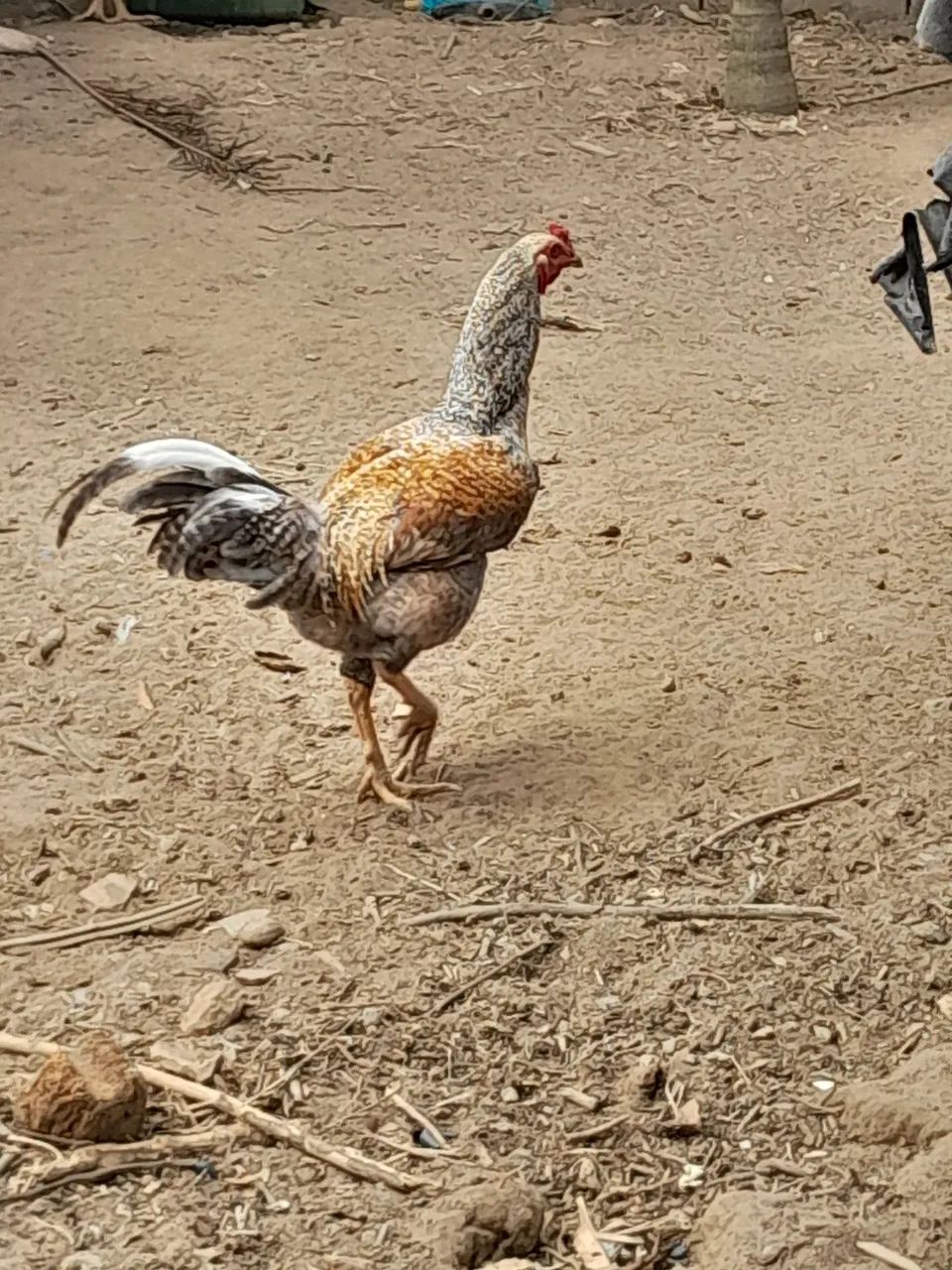 Frango e frangas caipira 