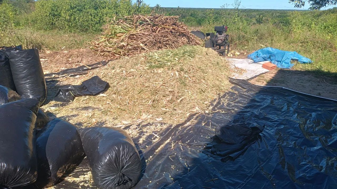 Vendo Silagem de milho ?% espiga - Foto 3