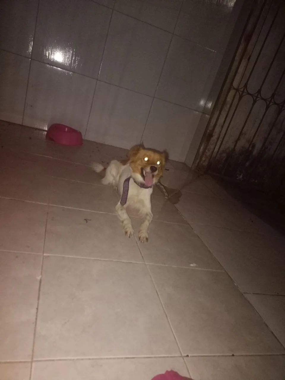 Cachorra pequeno porte  - Foto 2