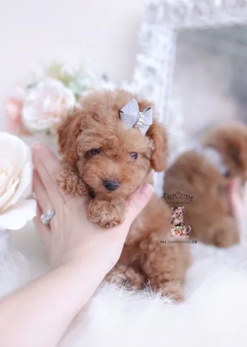 Poodle miniatura 