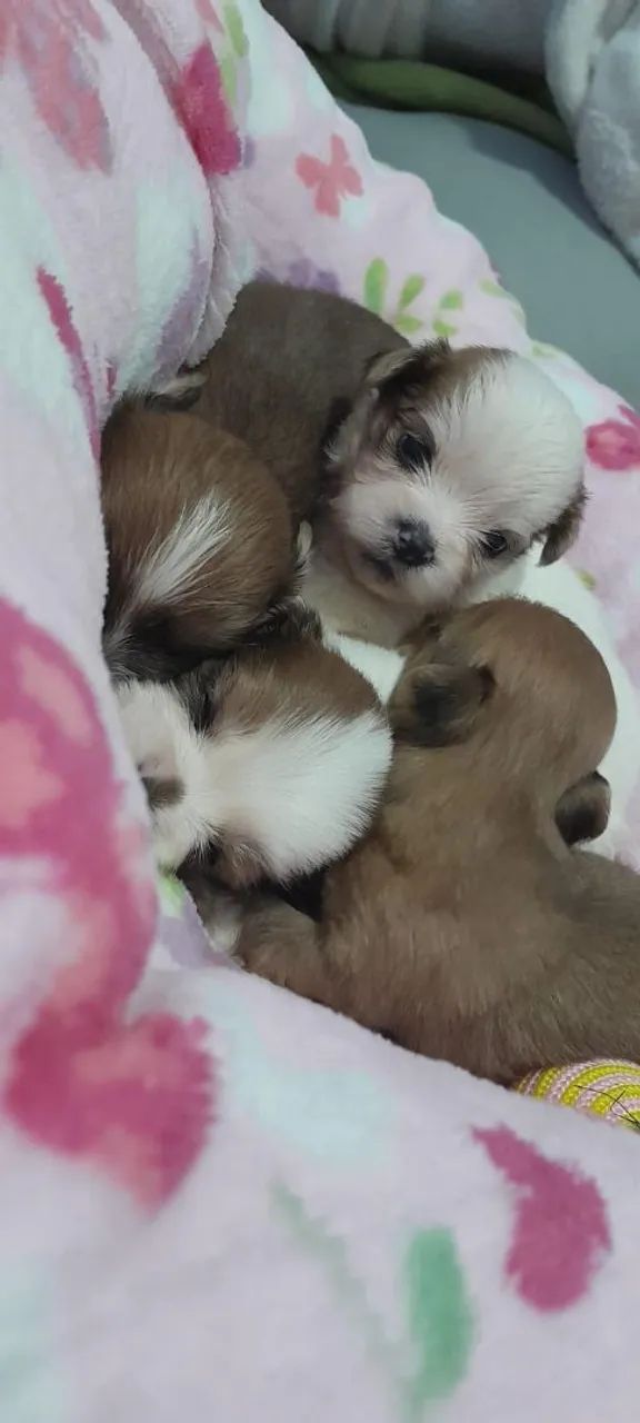 Vendo *leia* - Foto 4