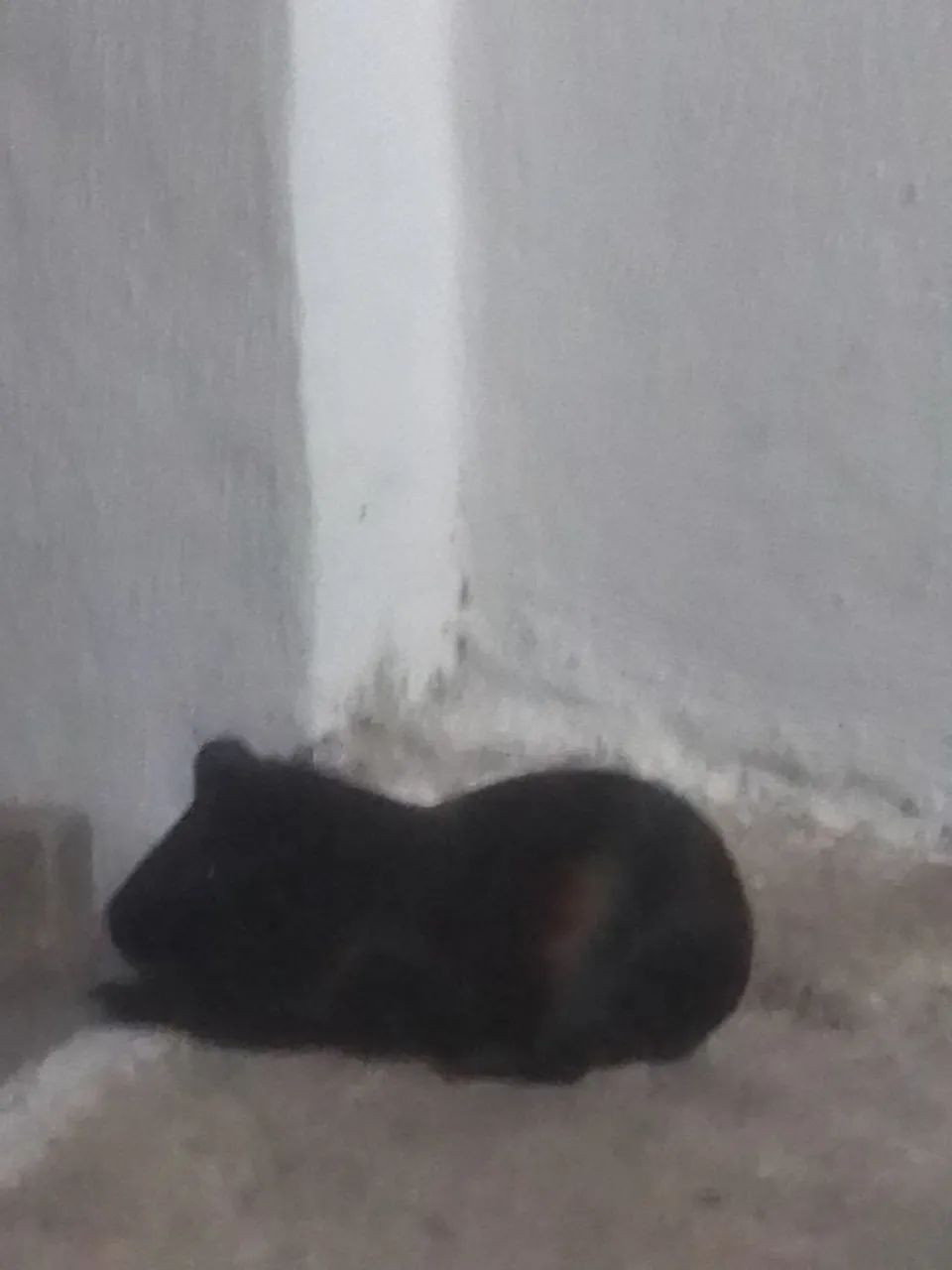 Porquinhos da índia 