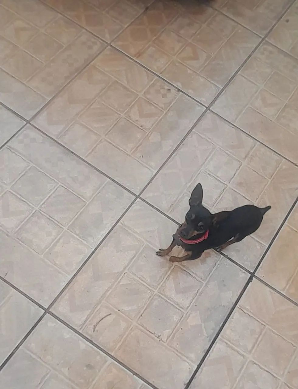 Pinscher macho - Foto 3