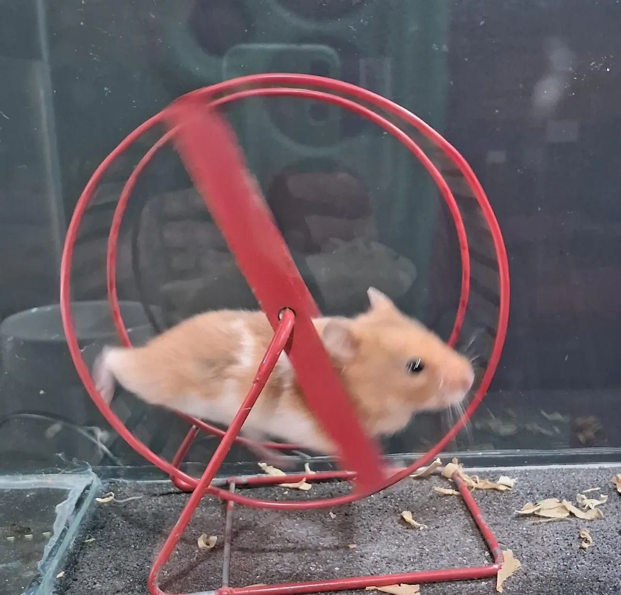 Hamster Sírios  - Foto 5