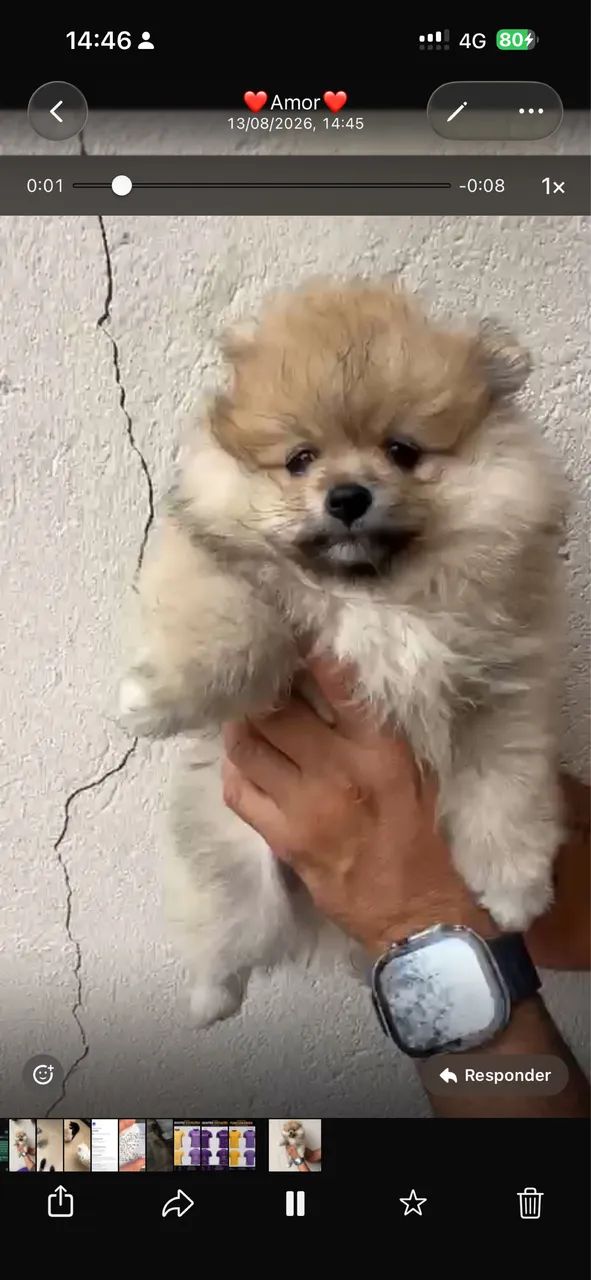 Spitz alemão  - Foto 2