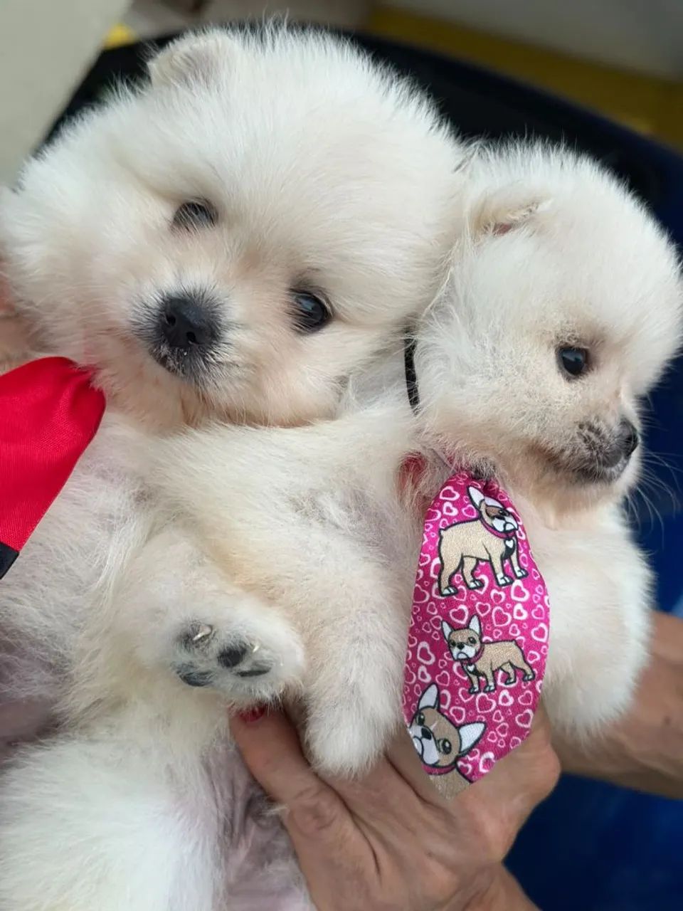 Cachorros  - Foto 4