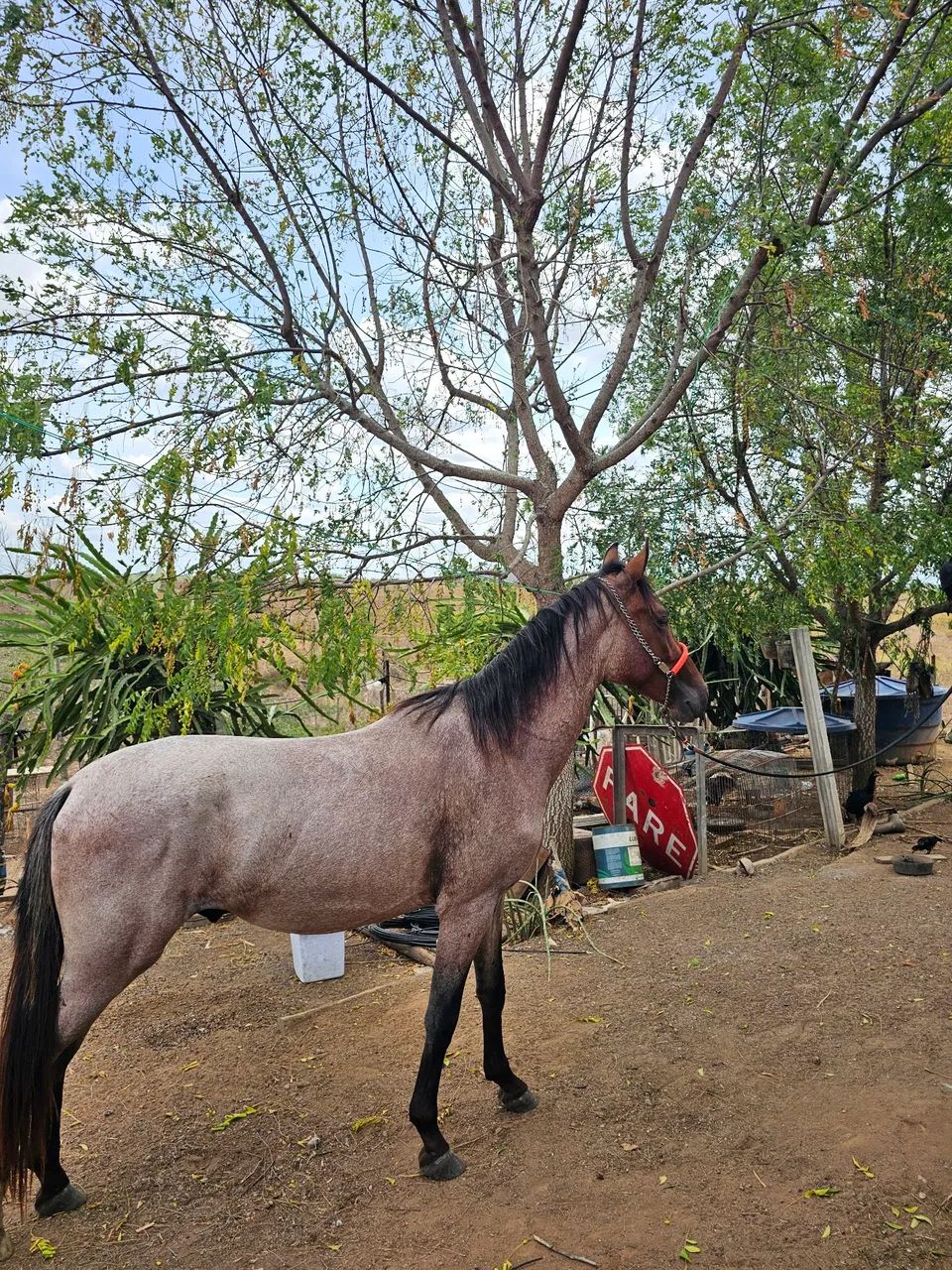 Potro mangalarga  - Foto 2