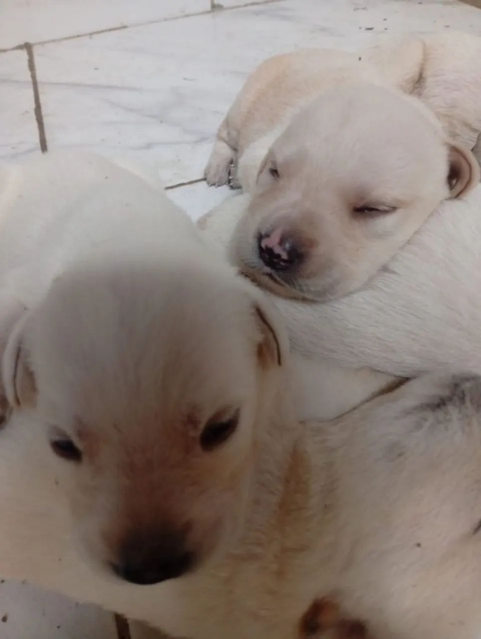 Labrador  - Foto 3