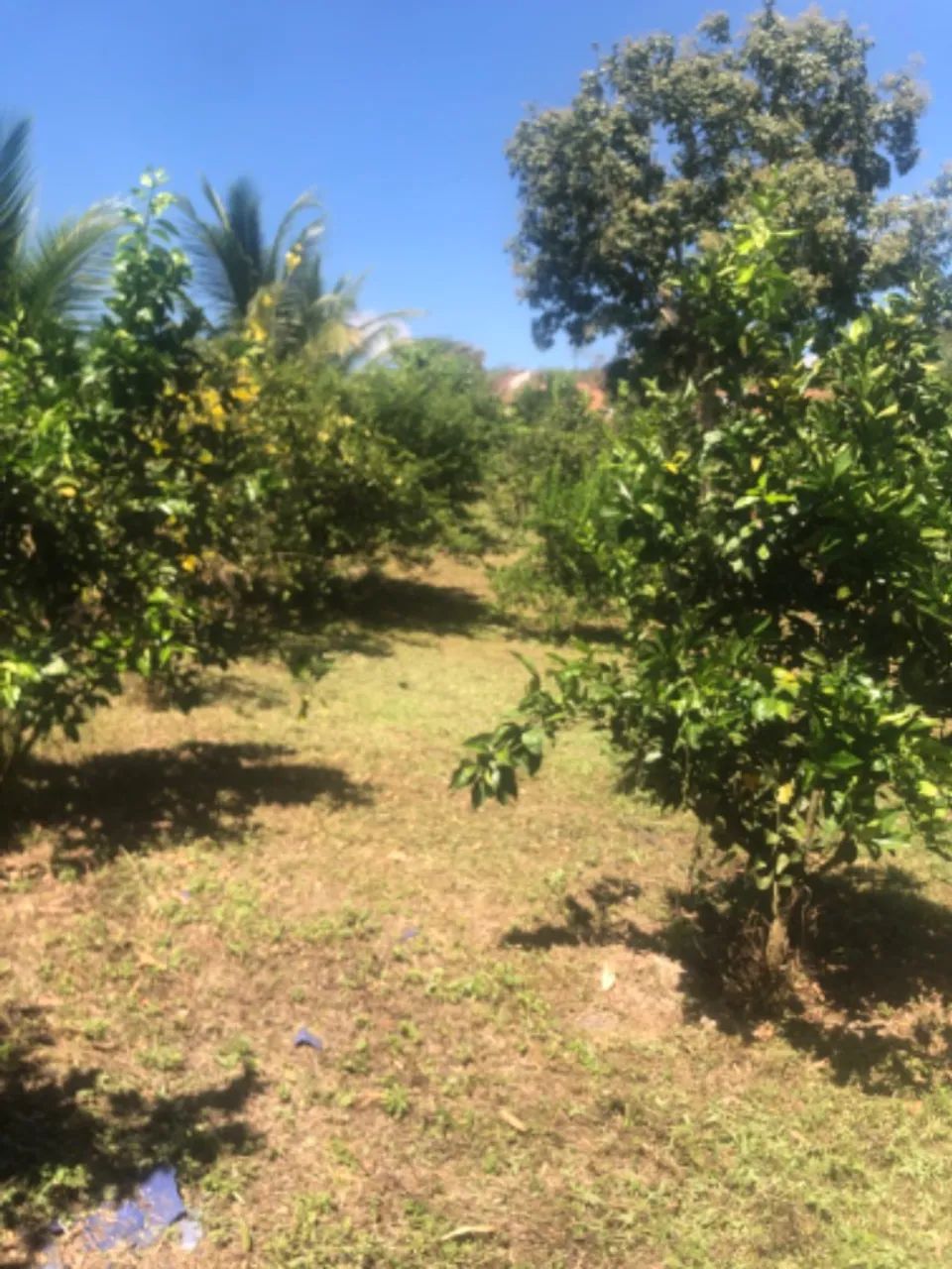 Venda-se nini chácara  - Foto 4