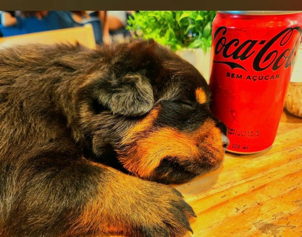 Rotweiler excelente linhagem 