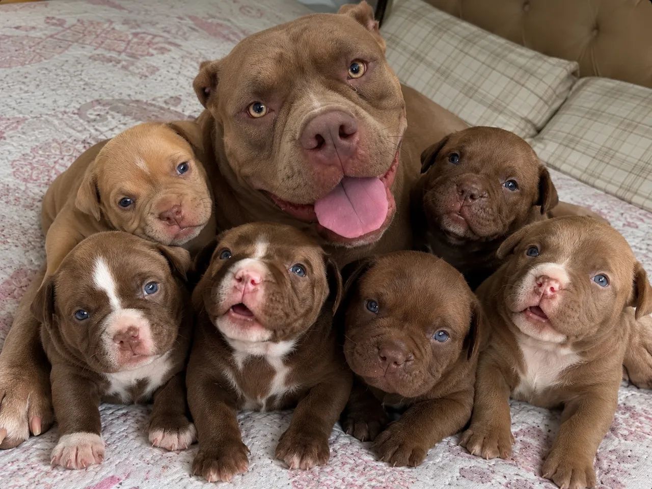 Pitbull 