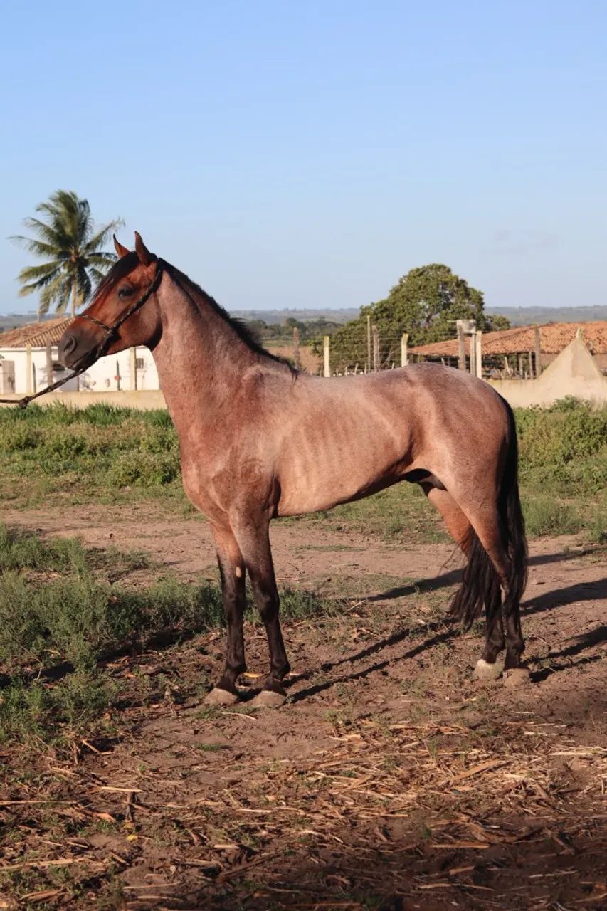 Cavalo Mangalargo Machador  - Foto 2