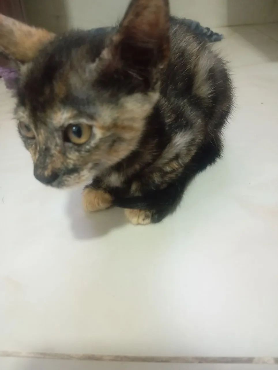 Gatinhos para adoção  - Foto 2