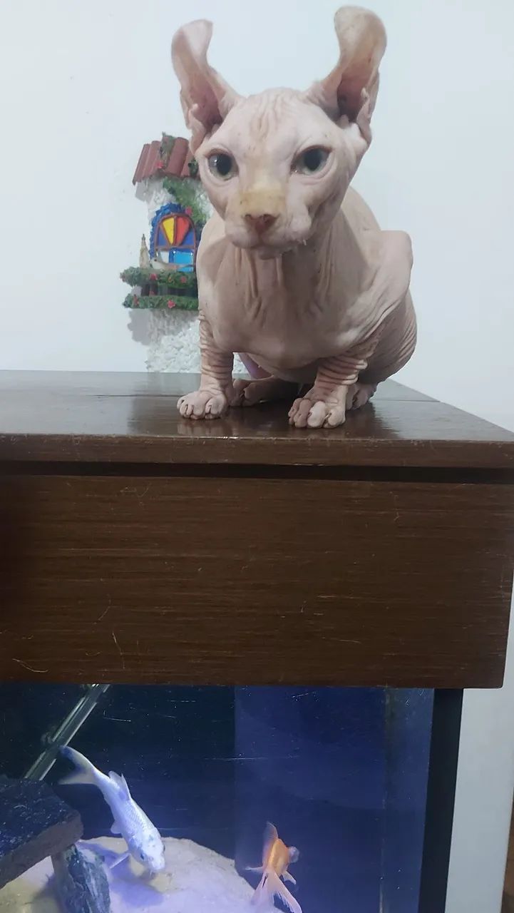 Sphynx Macho Elf - Foto 3