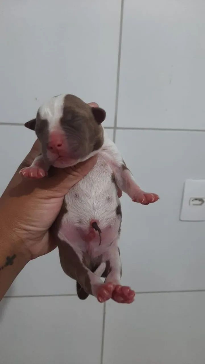 Filhotes Pitbull (Reserva)