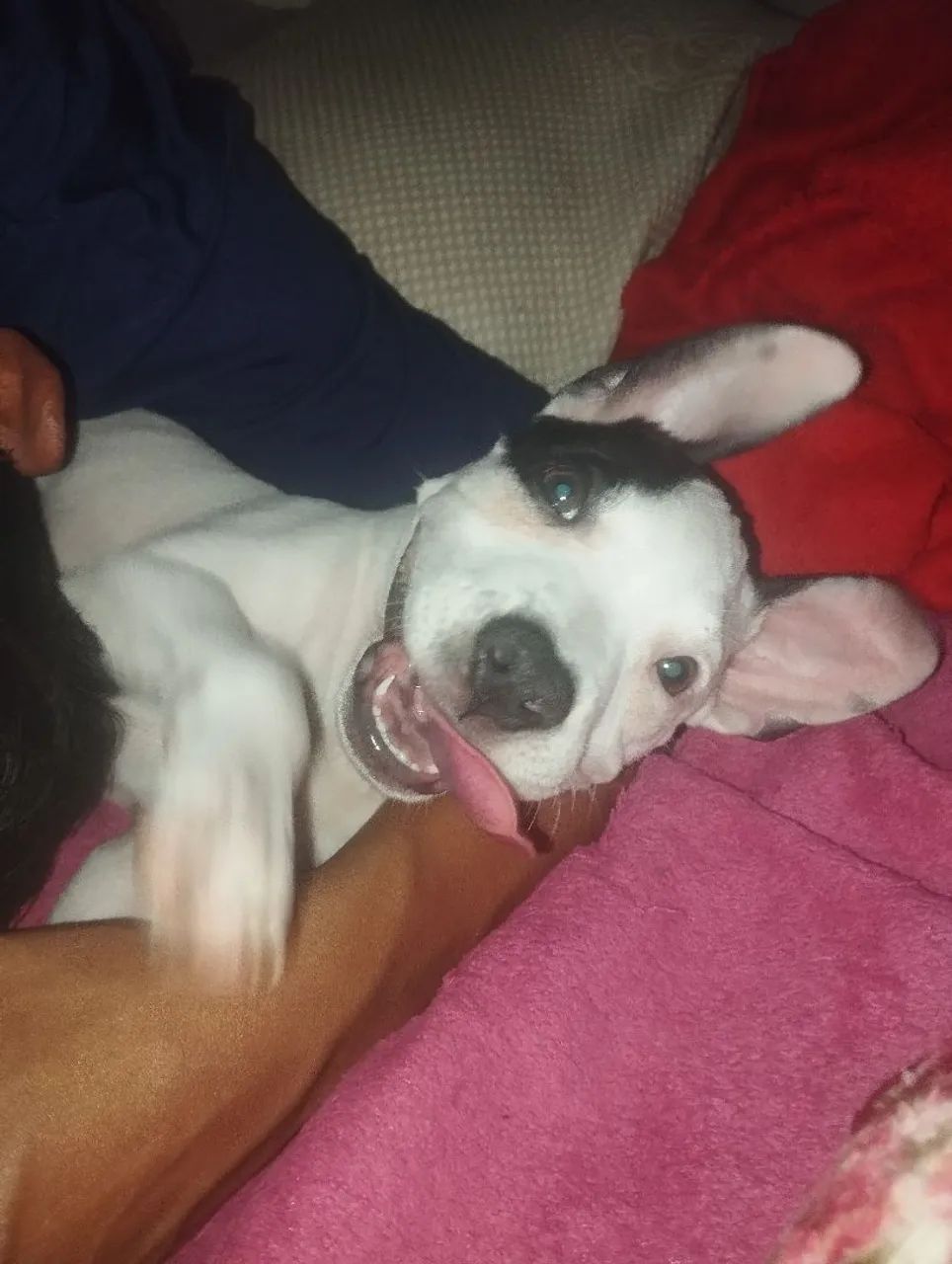 AMERICAN BULLY FILHOTE  - Foto 5