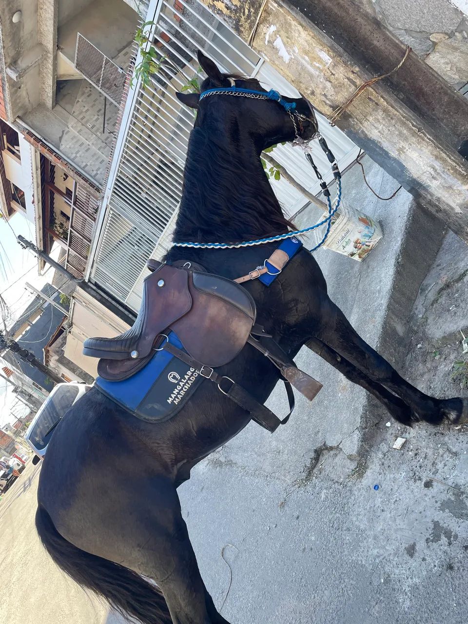Cavalo mangalarga marchador sem documento a venda  - Foto 2