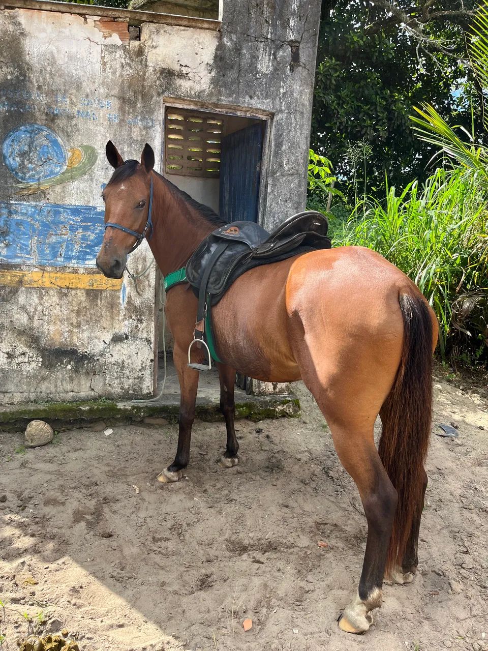 Égua mangalarga  - Foto 2