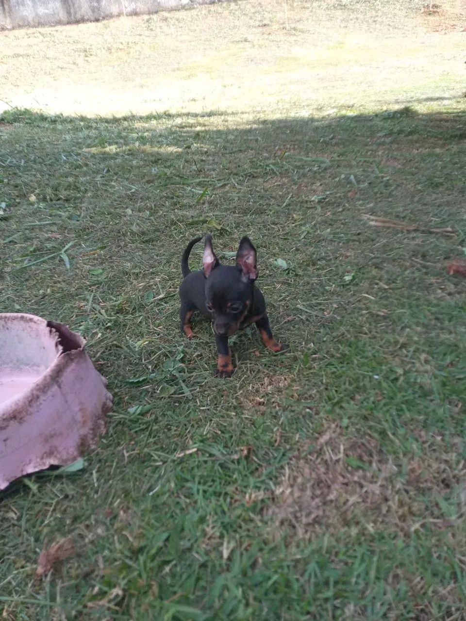 Pinscher miniatura  - Foto 4
