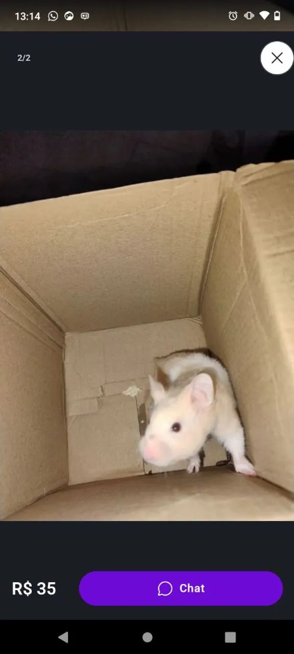 Hamster  - Foto 3