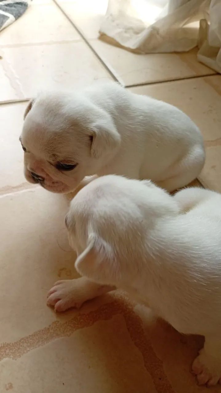 Buldogue francês  - Foto 2