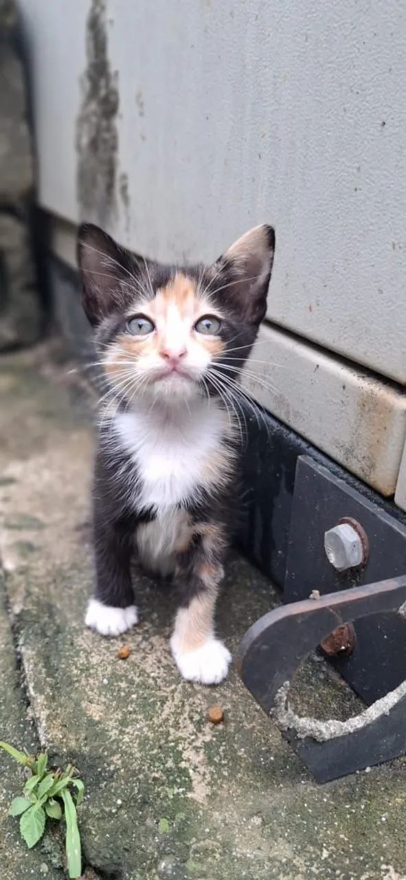 Gatinhas para adoção responsável 