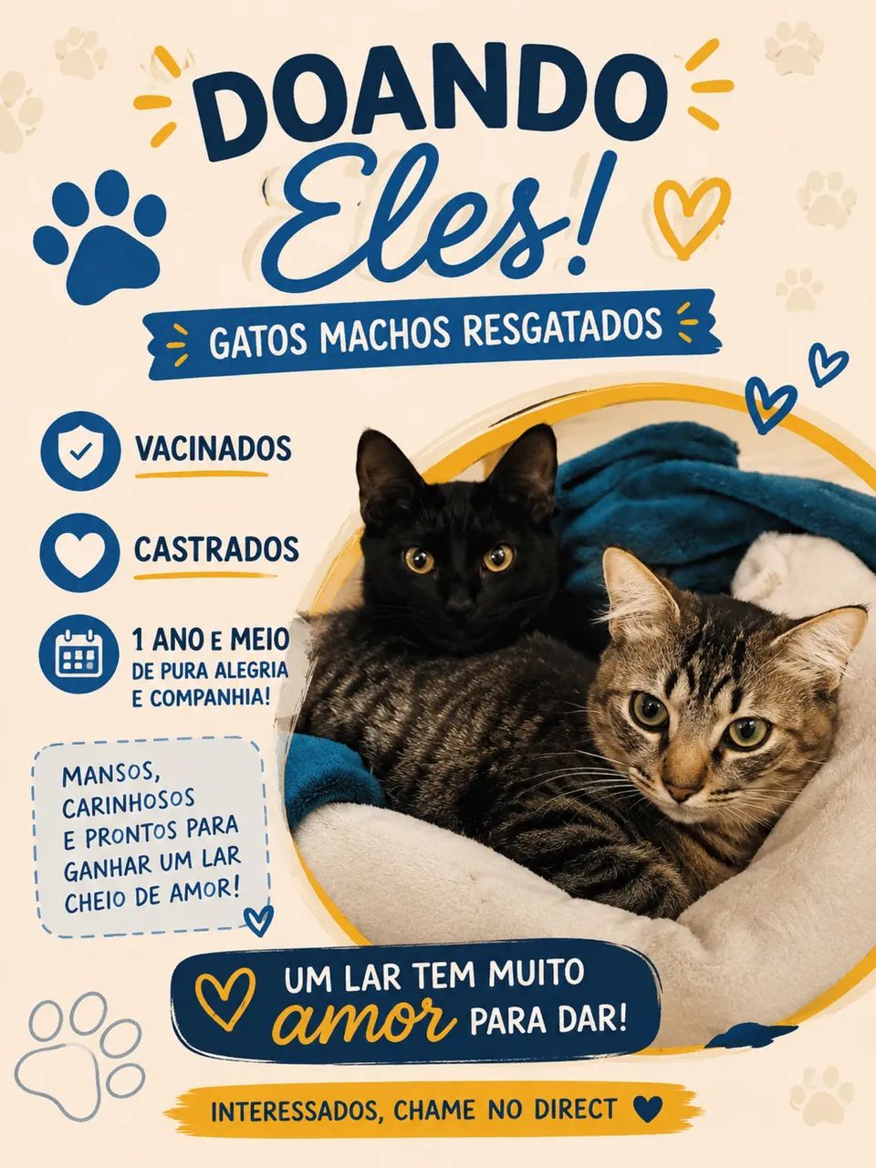 Gatos para doação  - Foto 4