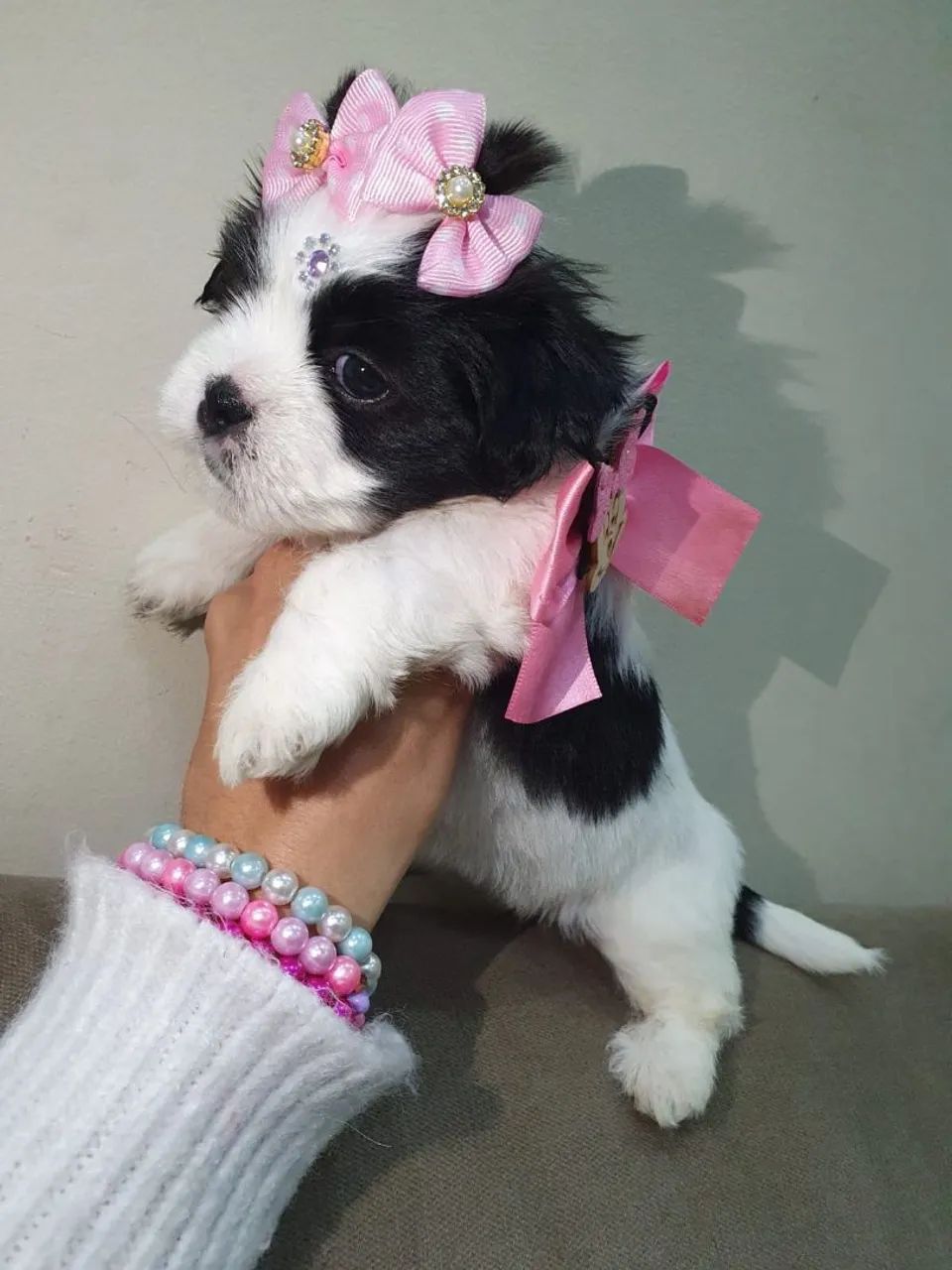 Shitzu femeas e macho micro - Foto 3