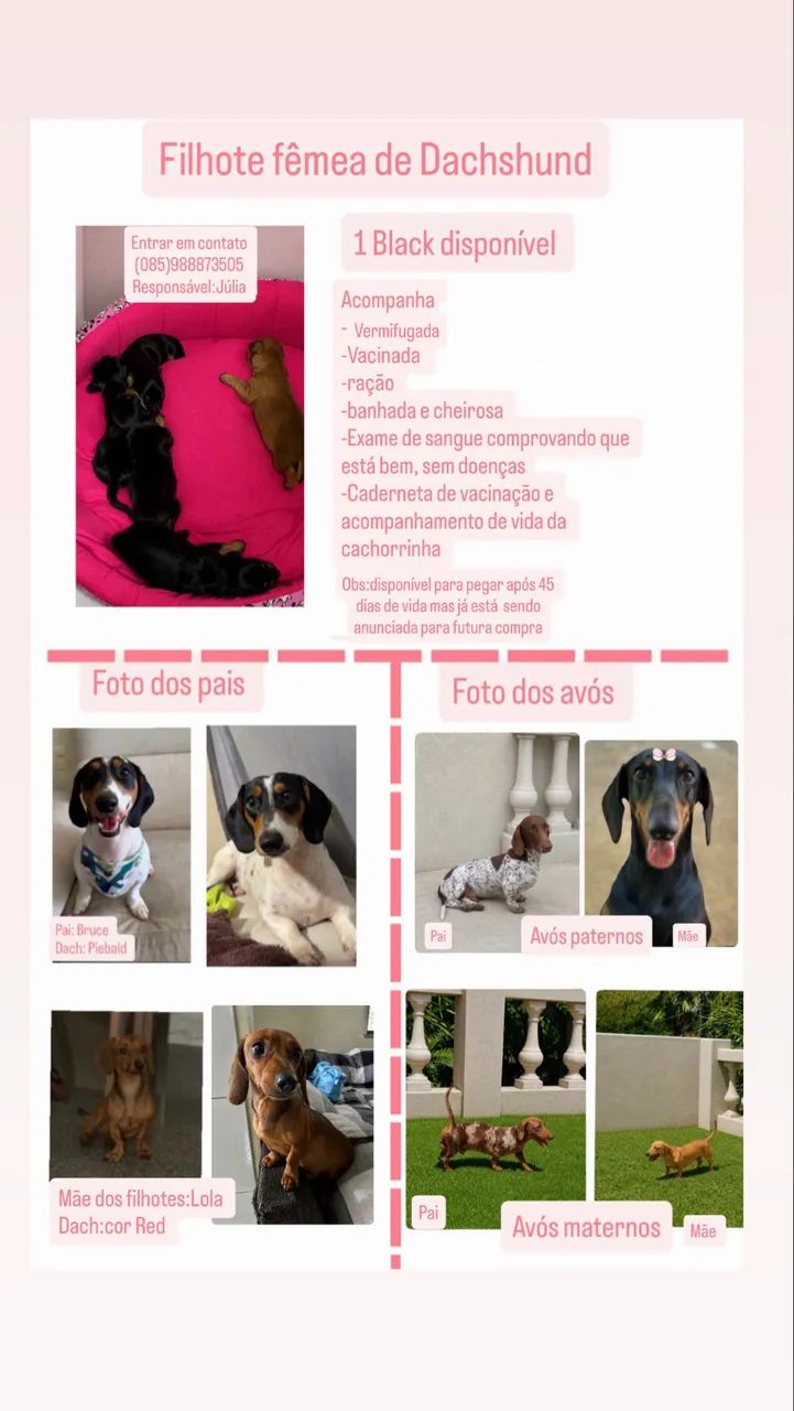 Dachshund  - Foto 2