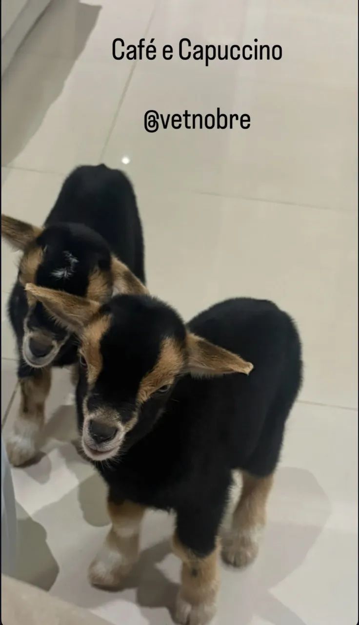 Mini Cabra