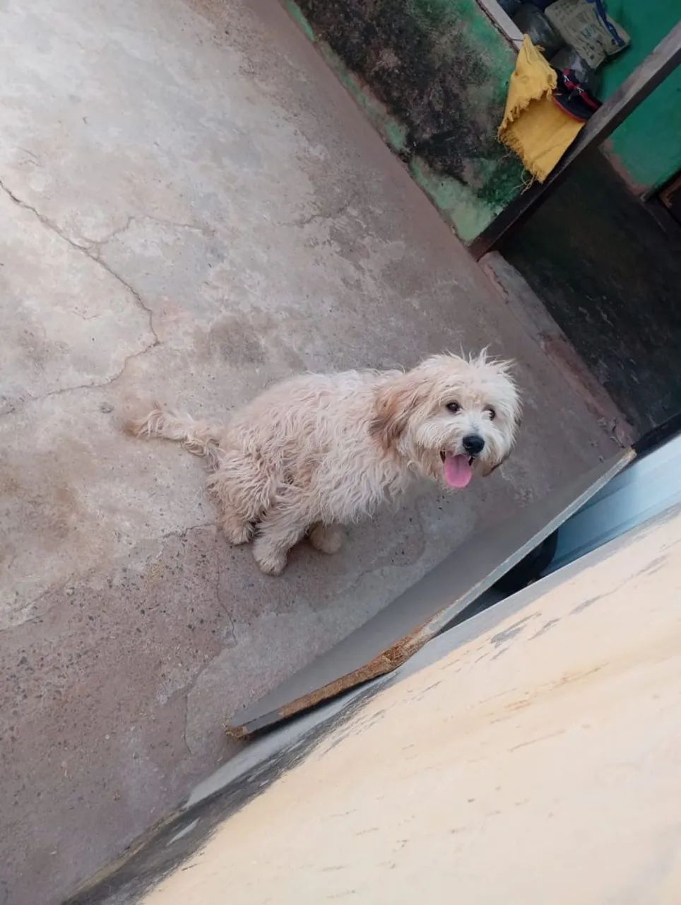 Adoção responsável  - Foto 2