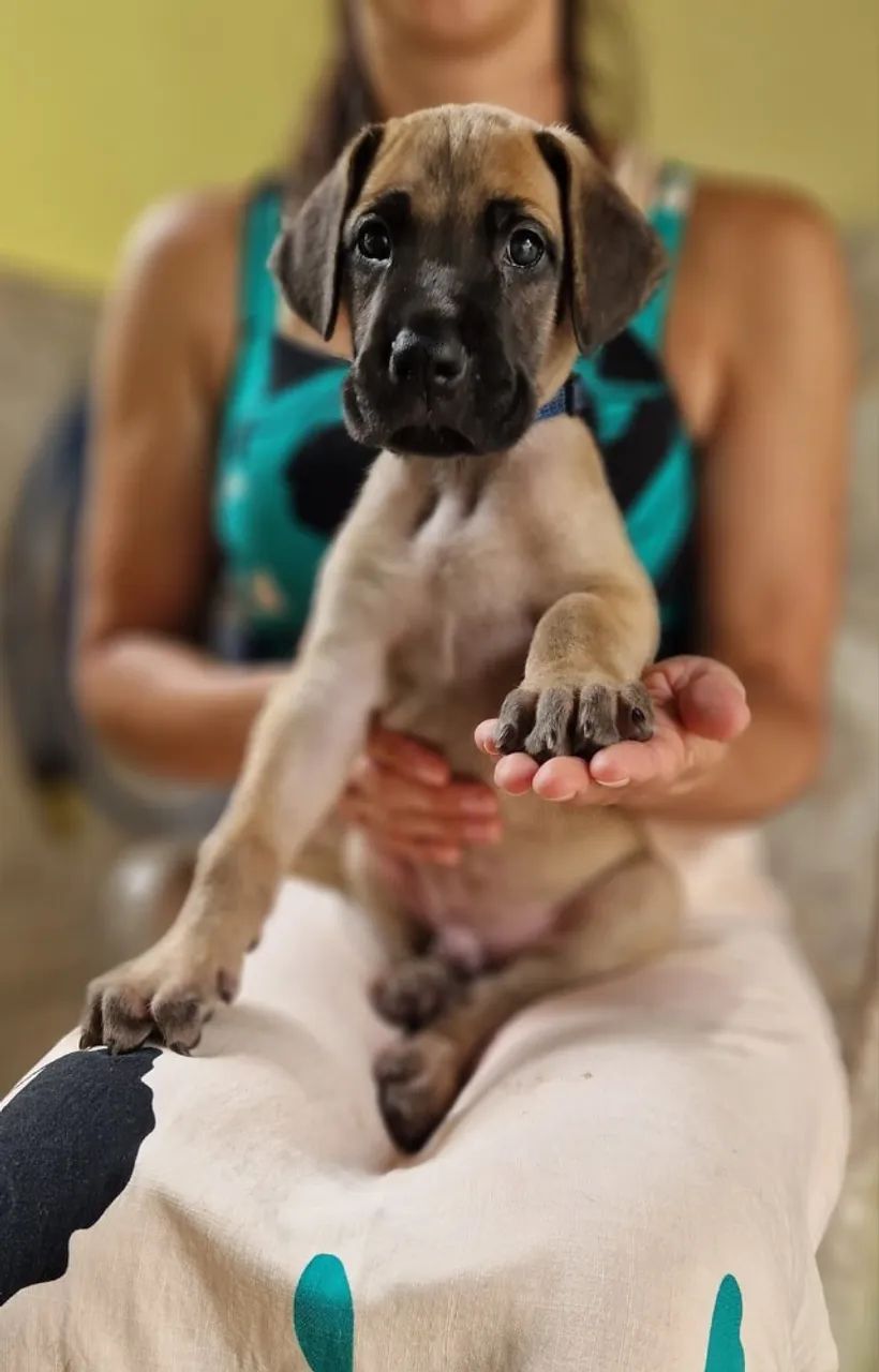 Macho de Dogue Alemão, 8 meses.  - Foto 4